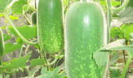 最新七夕吃瓜爆料图片,明星情侣甜蜜瞬间大揭秘！