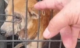 向死而生二狗最新爆料,揭秘背后惊人真相